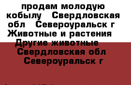 продам молодую кобылу - Свердловская обл., Североуральск г. Животные и растения » Другие животные   . Свердловская обл.,Североуральск г.